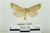 線平波紋蛾藏品圖，第2張