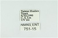 線平波紋蛾藏品圖，第3張