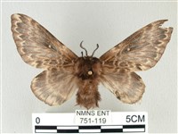 彌新冥枯葉蛾藏品圖，第1張