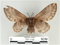 彌新冥枯葉蛾藏品圖，第2張