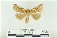 寬帶波紋蛾藏品圖，第1張