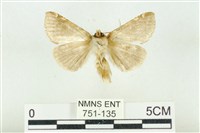 寬帶波紋蛾藏品圖，第2張