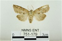 線平波紋蛾藏品圖，第1張