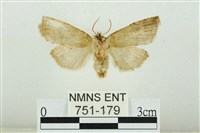 線平波紋蛾藏品圖，第2張