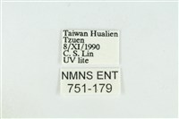 線平波紋蛾藏品圖，第3張