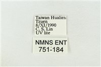 印華波紋蛾藏品圖，第3張