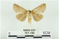 寬帶波紋蛾藏品圖，第2張