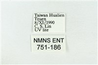 寬帶波紋蛾藏品圖，第3張