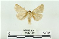 寬帶波紋蛾藏品圖，第2張