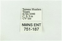 寬帶波紋蛾藏品圖，第3張