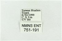 寬帶波紋蛾藏品圖，第3張