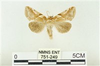 寬帶波紋蛾藏品圖，第1張