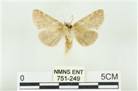 寬帶波紋蛾藏品圖，第2張