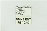 寬帶波紋蛾藏品圖，第3張