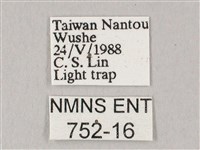 粗斜紋天蛾藏品圖，第3張