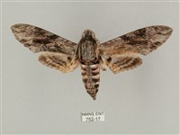 蝦殼天蛾藏品圖，第1張