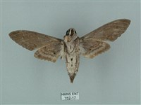 蝦殼天蛾藏品圖，第2張