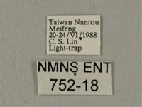 全緣缺角天蛾藏品圖，第3張