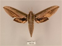 棕綠背線天蛾藏品圖，第1張