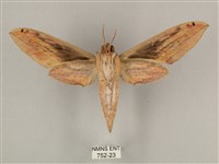 棕綠背線天蛾藏品圖，第2張