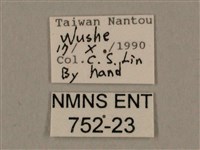 棕綠背線天蛾藏品圖，第3張