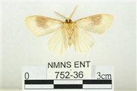 寬紋黃毒蛾藏品圖，第2張