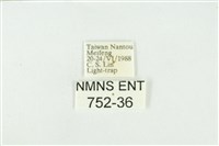 寬紋黃毒蛾藏品圖，第3張