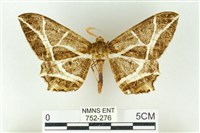 樹形尺蛾藏品圖，第1張