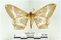 樹形尺蛾藏品圖，第2張