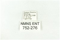 樹形尺蛾藏品圖，第3張