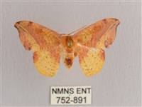 接骨木帶鉤蛾藏品圖，第1張