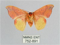 接骨木帶鉤蛾藏品圖，第2張