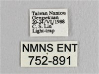 接骨木帶鉤蛾藏品圖，第3張