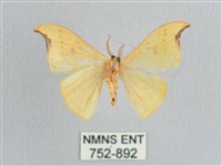 彎黑黃鉤蛾藏品圖，第2張