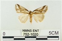 素木氏美波紋蛾藏品圖，第1張