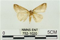 素木氏美波紋蛾藏品圖，第2張