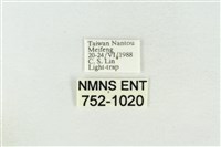 素木氏美波紋蛾藏品圖，第3張