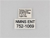 斜紋夜盜蛾藏品圖，第3張