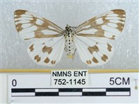 粉蝶燈蛾藏品圖，第1張