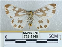 粉蝶燈蛾藏品圖，第2張