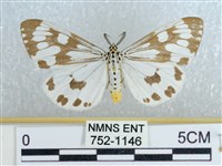 粉蝶燈蛾藏品圖，第1張