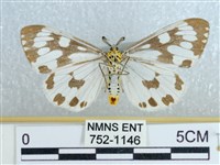 粉蝶燈蛾藏品圖，第2張