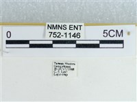 粉蝶燈蛾藏品圖，第3張