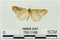 素木氏美波紋蛾藏品圖，第2張