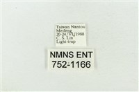 素木氏美波紋蛾藏品圖，第3張