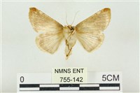 印華波紋蛾藏品圖，第2張