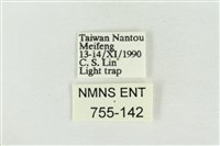 印華波紋蛾藏品圖，第3張