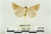 印華波紋蛾藏品圖，第2張