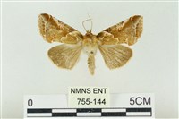 寬帶波紋蛾藏品圖，第1張