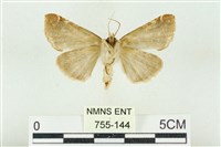 寬帶波紋蛾藏品圖，第2張